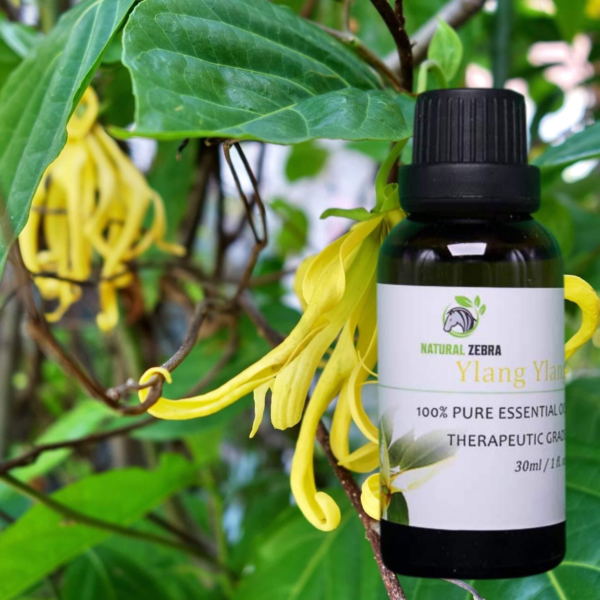 Ylang Ylang Essential Oil at Set Shop and Smile